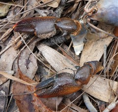 Cherax depressus