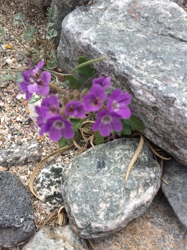 iNaturalist observation photo of Notch-leaf Scorpionweed