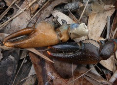 Cherax depressus