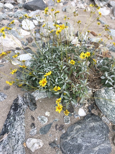 iNaturalist observation photo of Brittlebush