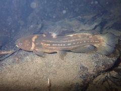 Tachysurus trilineatus