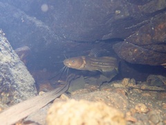 Tachysurus trilineatus