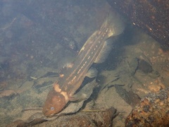 Tachysurus trilineatus