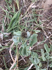 Abutilon austro-africanum