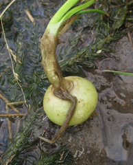 Ornithogalum flexuosum