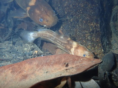 Tachysurus trilineatus