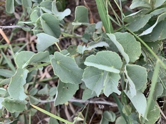 Abutilon austro-africanum