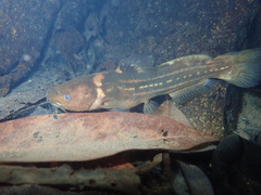 Tachysurus trilineatus