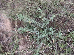 Abutilon austro-africanum