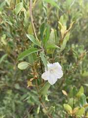 Ipomoea hochstetteri