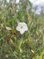 Ipomoea hochstetteri