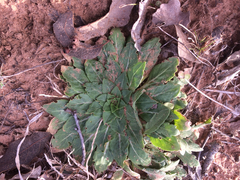 Oenothera grandis