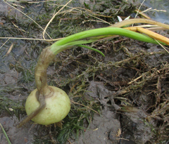 Ornithogalum flexuosum