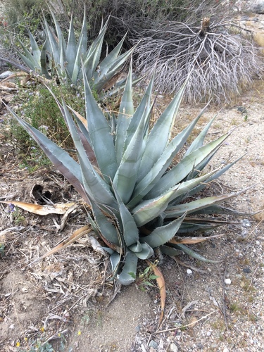 iNaturalist observation photo of desert agave