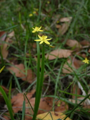 Tricoryne anceps