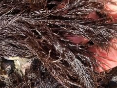 Cryptosiphonia woodii