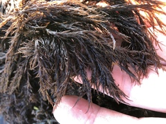 Cryptosiphonia woodii