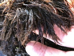 Cryptosiphonia woodii