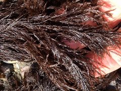 Cryptosiphonia woodii