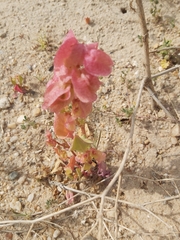 Rumex vesicarius