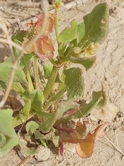 Rumex vesicarius