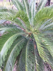 Cycas ophiolitica