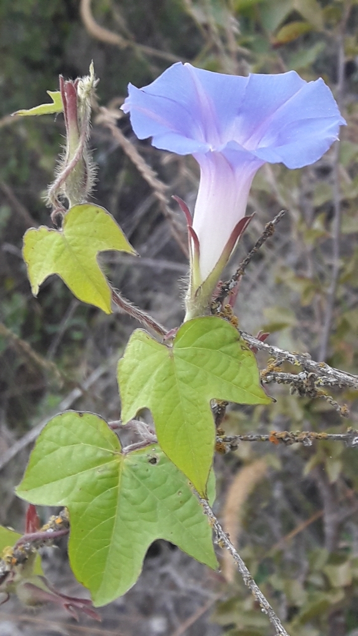Whiteedge Morning-Glory (Ipomoea nil)