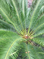 Cycas ophiolitica