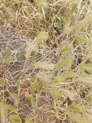 Hordeum murinum glaucum