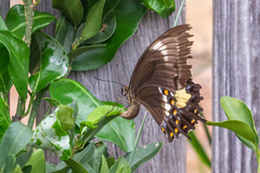 Papilio fuscus