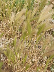 Hordeum murinum glaucum