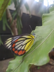 Delias hyparete