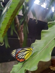 Delias hyparete