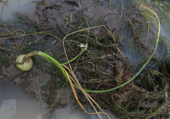 Ornithogalum flexuosum