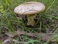 Amanita farinacea