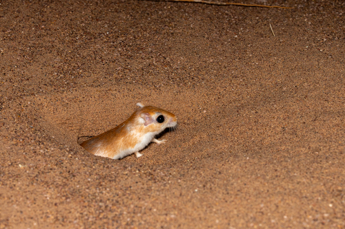 Cheesman's Gerbil