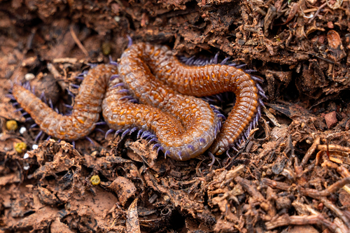 Orya barbarica