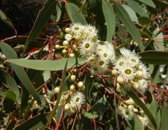 Eucalyptus fasciculosa