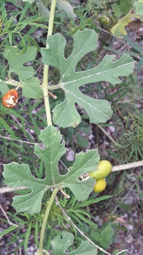melonleaf (Cayaponia bonariensis)