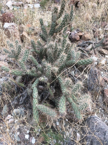 iNaturalist observation photo of chollas