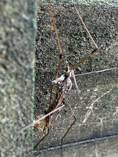 Unknown species found near Chester Ave SE, Atlanta, GA, US