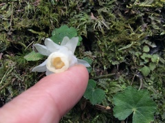 Monotropastrum humile glaberrimum