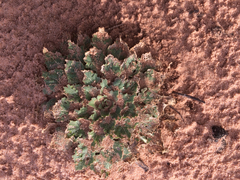 Oenothera engelmannii