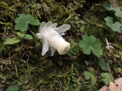 Monotropastrum humile glaberrimum