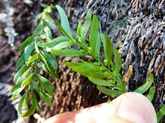 Tmesipteris sigmatifolia
