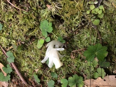 Monotropastrum humile glaberrimum