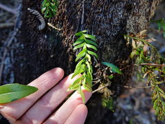 Tmesipteris sigmatifolia