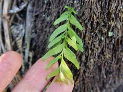 Tmesipteris sigmatifolia