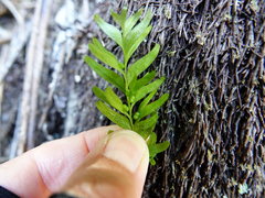 Tmesipteris sigmatifolia