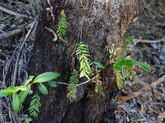 Tmesipteris sigmatifolia